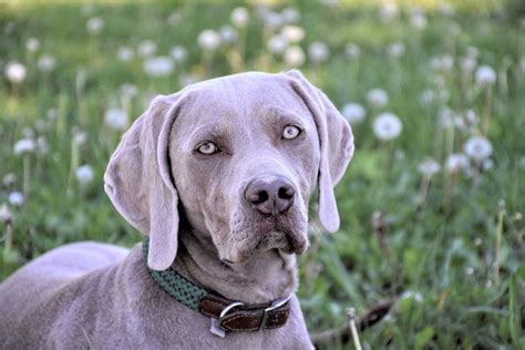 wyman reiner dog|Weimaraner Dog Breed: 12 Facts To Know Before Buying.